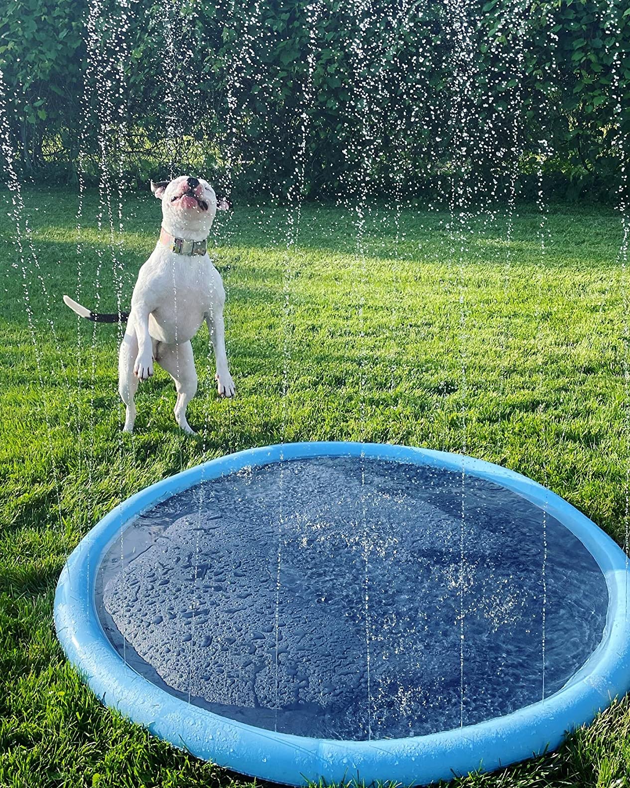 Planschbecken Pool für Hunde