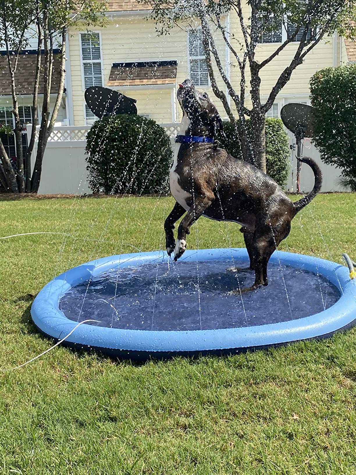 Planschbecken Pool für Hunde