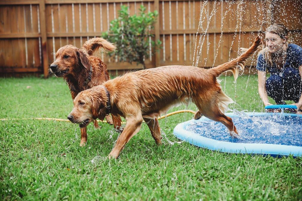 Planschbecken Pool für Hunde