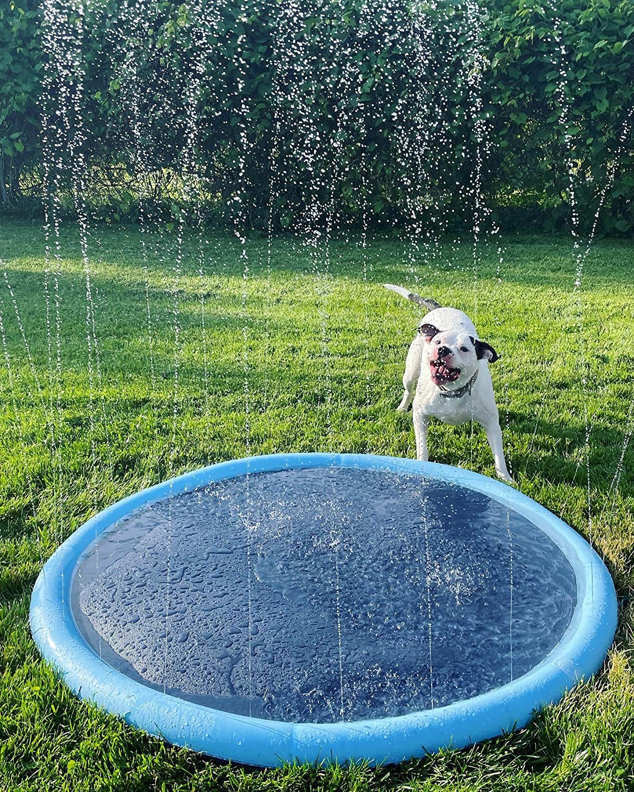 Planschbecken Pool für Hunde